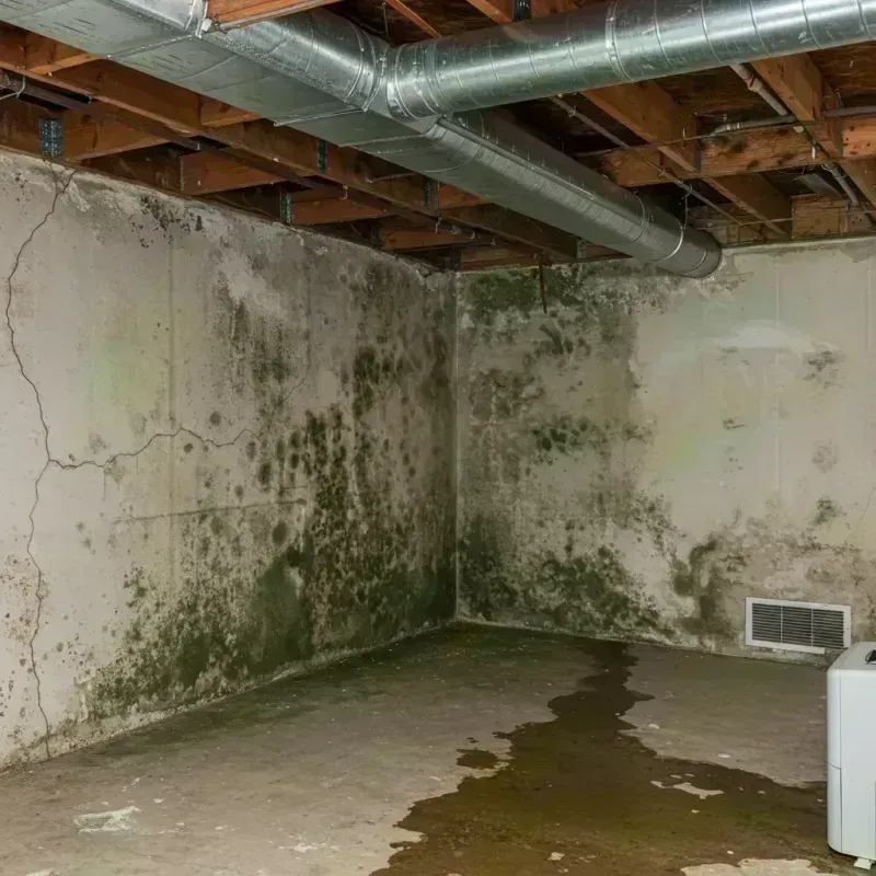 Professional Mold Removal in Belle Plaine, WI